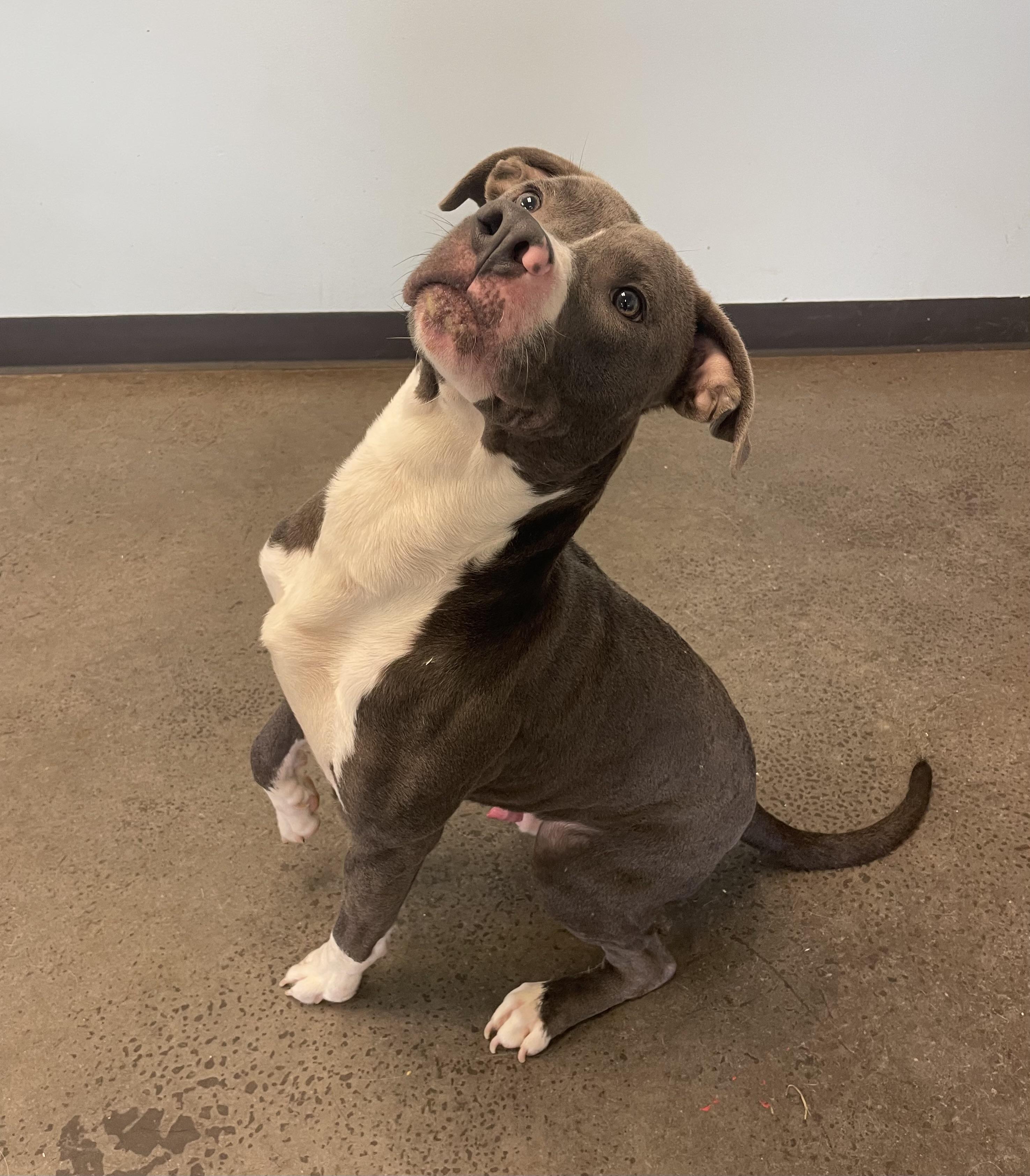 Enlarge Blitzen, a Adoptable mixed breed in Mishawaka, IN image 5/6