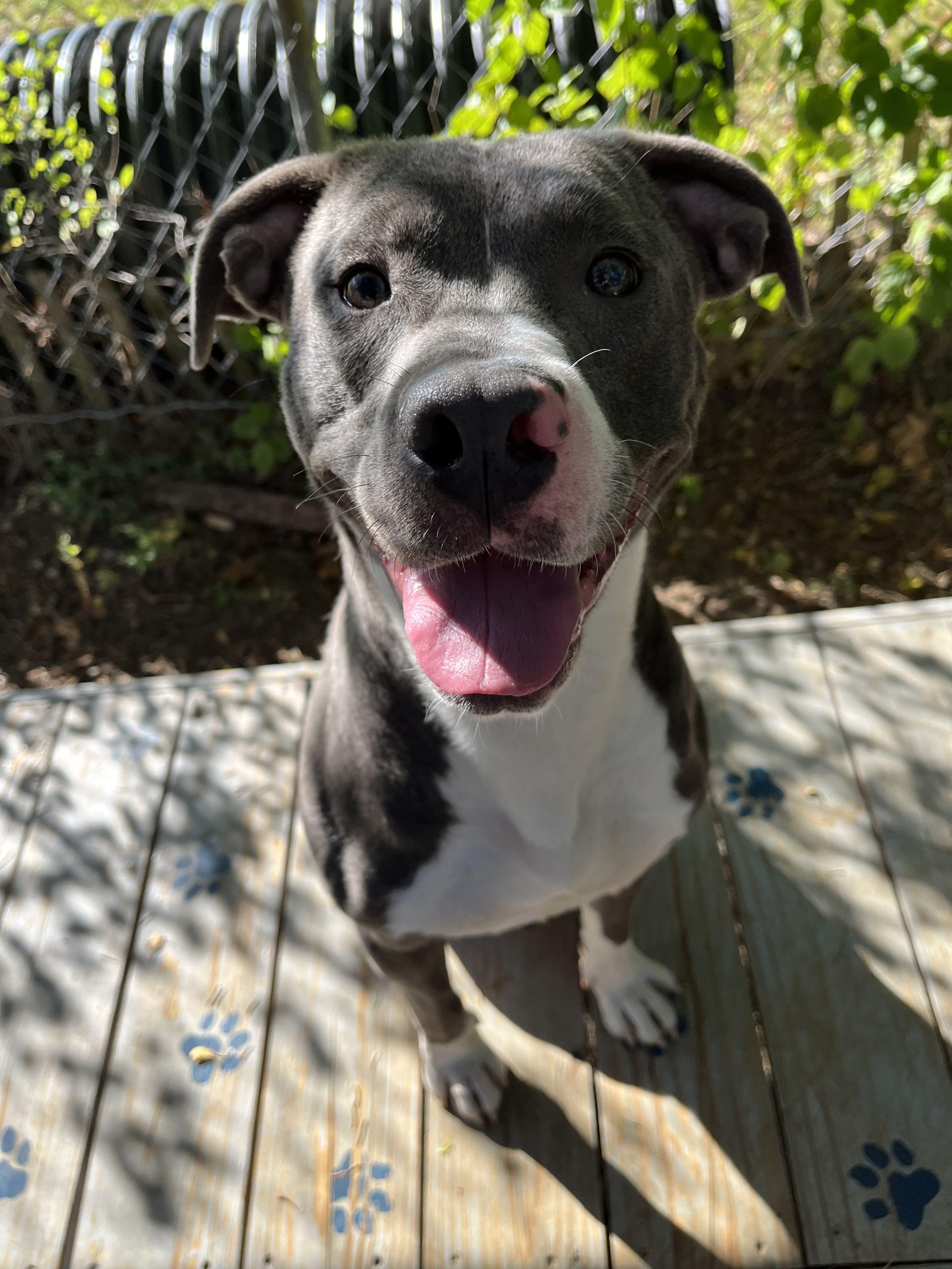 Enlarge Blitzen, a Adoptable mixed breed in Mishawaka, IN image 1/6