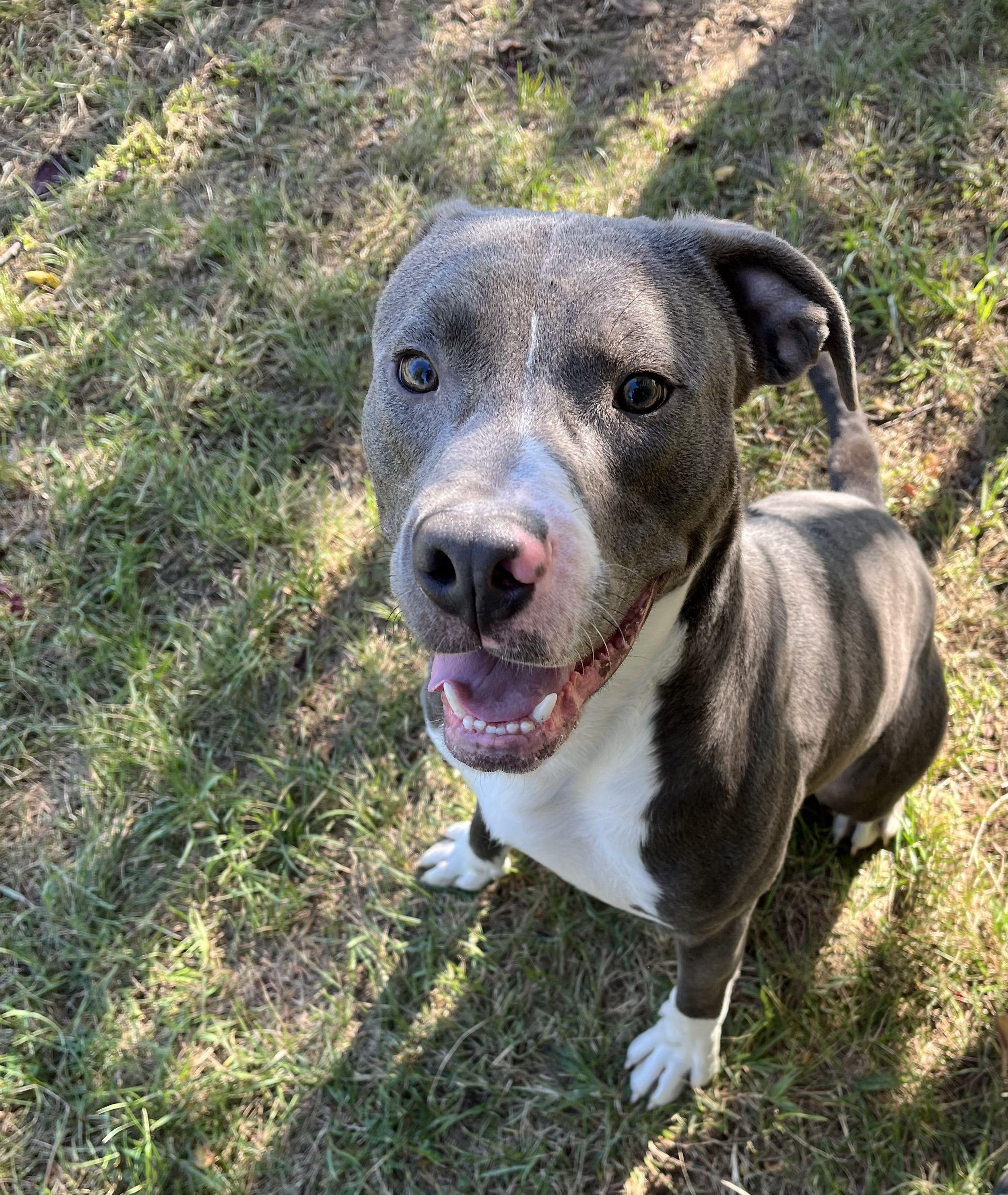 Enlarge Blitzen, a Adoptable mixed breed in Mishawaka, IN image 2/6