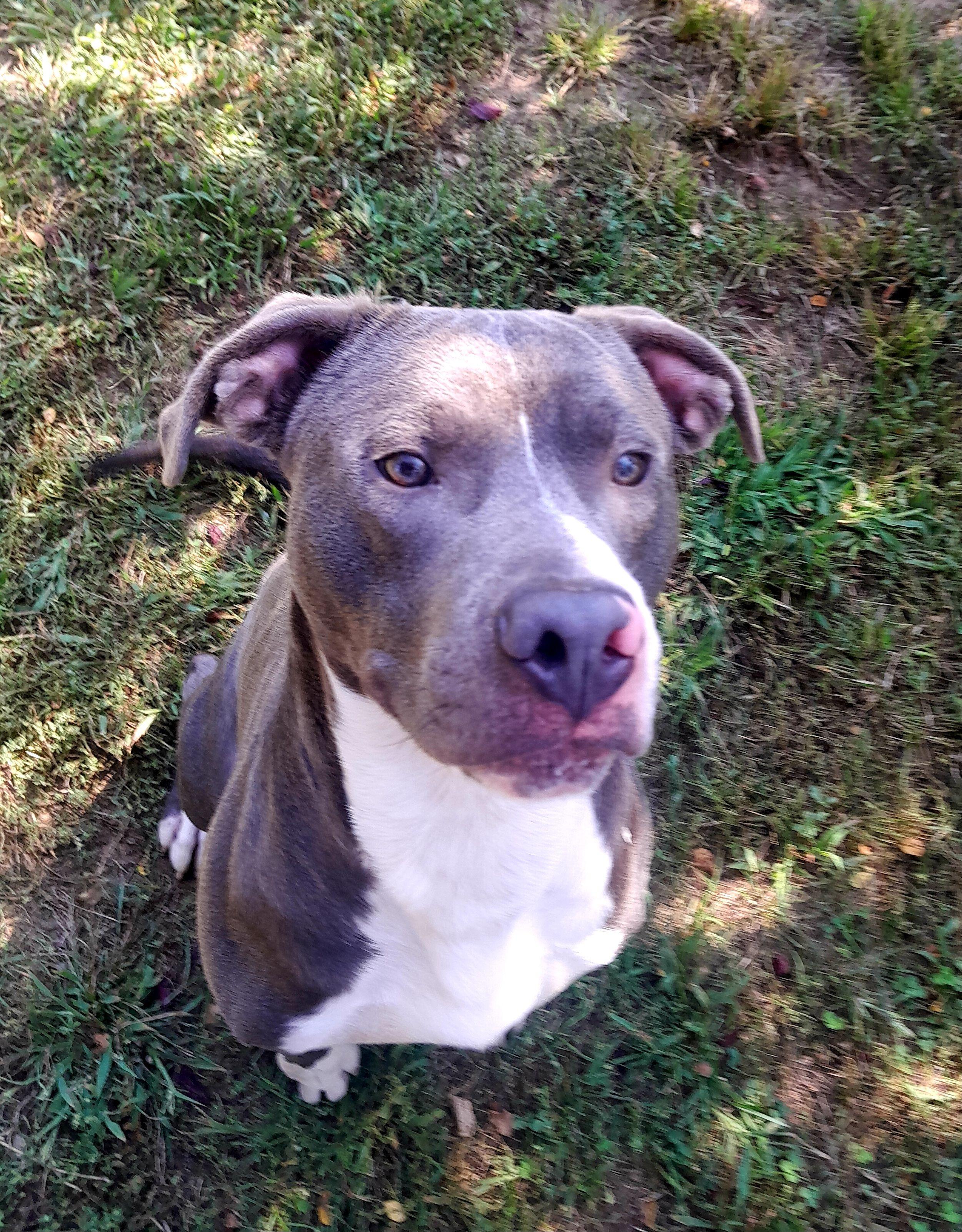 Enlarge Blitzen, a Adoptable mixed breed in Mishawaka, IN image 3/6