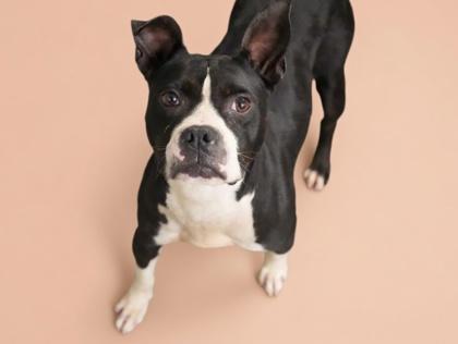 Bella Loo, Adoptable, Adult Female Pit Bull Terrier & Boston Terrier.
