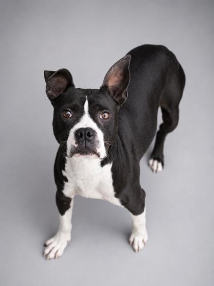 Enlarge Bella Loo, a Adoptable mixed breed in Bowling Green, KY image 2/2