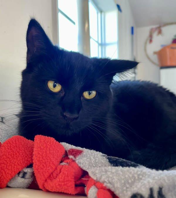 Toothless, Adoptable, Young Male Domestic Short Hair.
