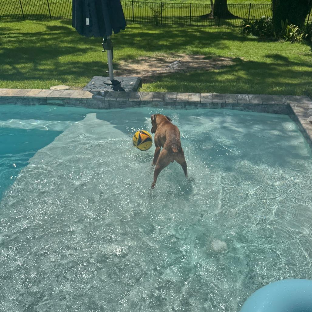 Enlarge Star, an adopted Boxer in Tallahassee, FL image 5/6