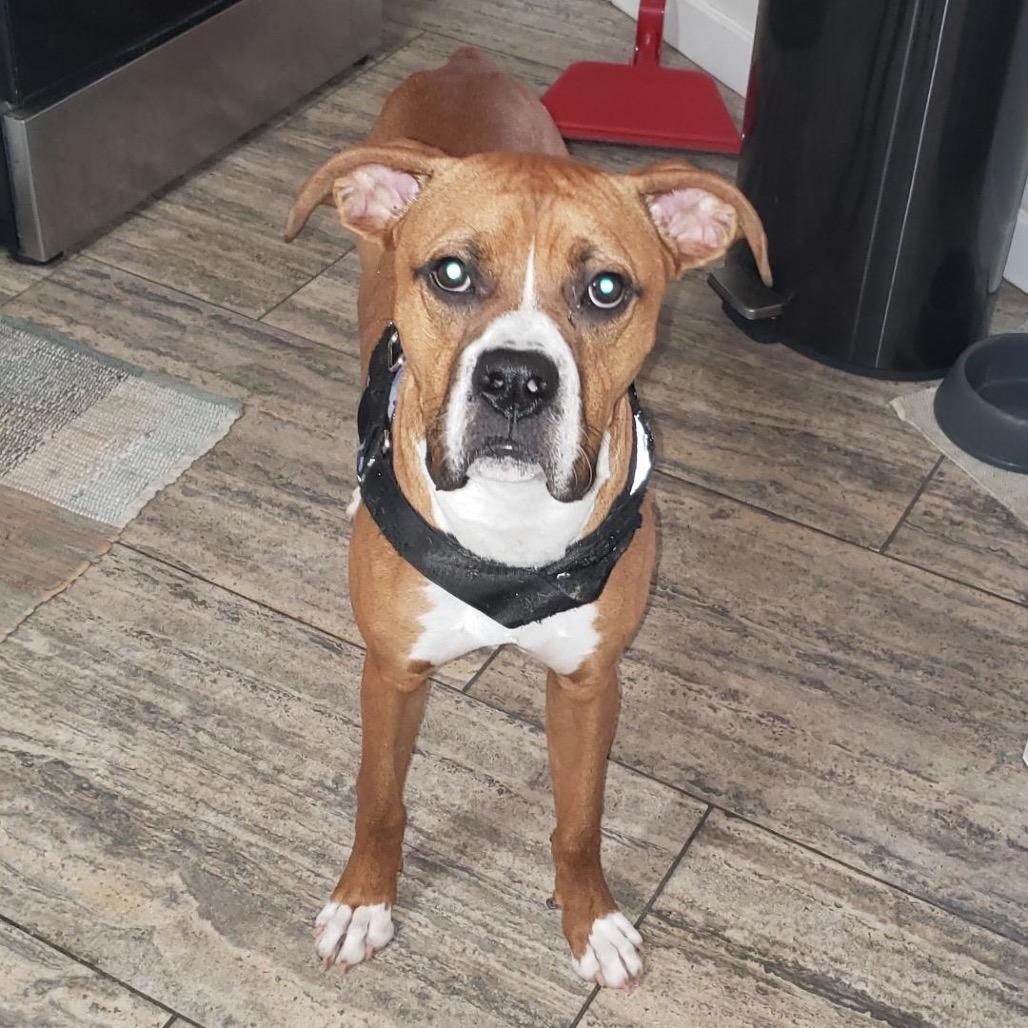 Enlarge Star, an adopted Boxer in Tallahassee, FL image 4/6