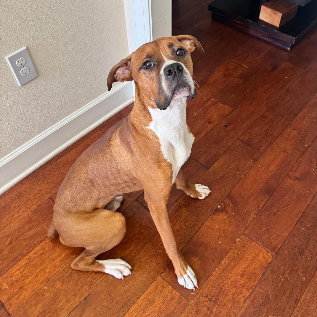 Enlarge Star, an adopted Boxer in Tallahassee, FL image 6/6