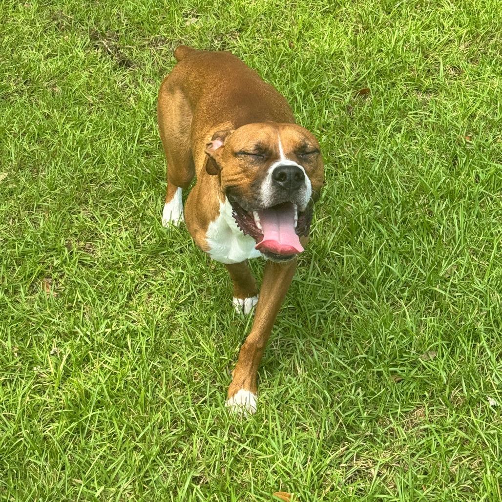 Enlarge Star, an adopted Boxer in Tallahassee, FL image 1/6