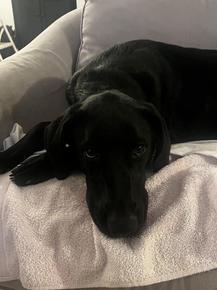 Cassandra, Adoptable, Young Male Labrador Retriever.