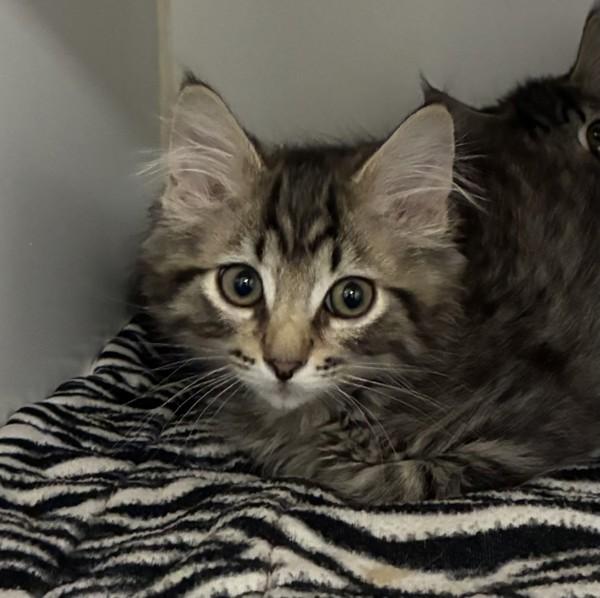 Jerry - Bonded W/ Tom, Adoptable, Kitten Male Domestic Medium Hair.