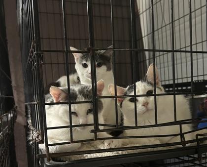 Shyla — thumbnail 2