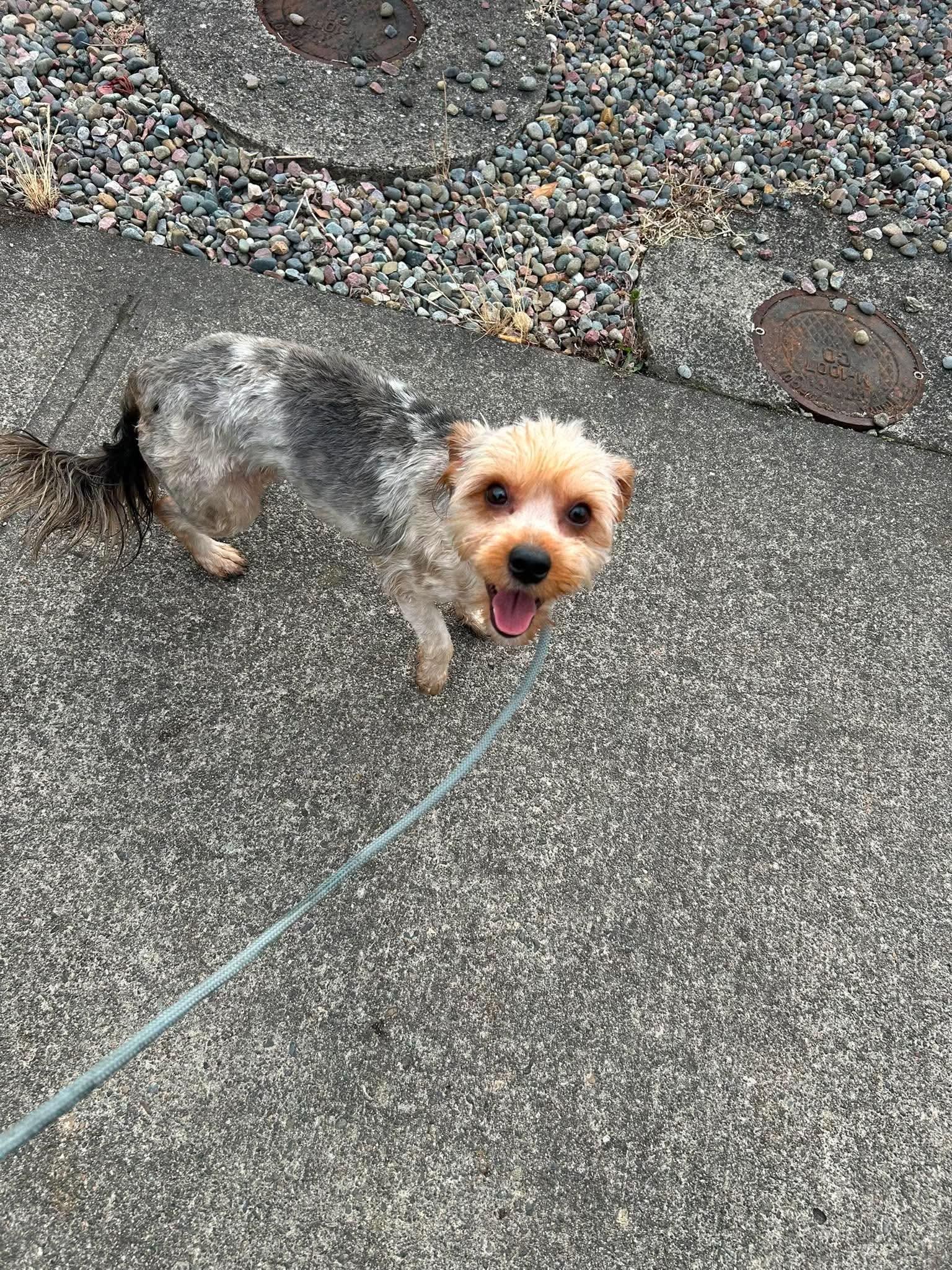 Maddy, a ADOPTABLE Yorkshire Terrier in Tacoma, WA image 3/4