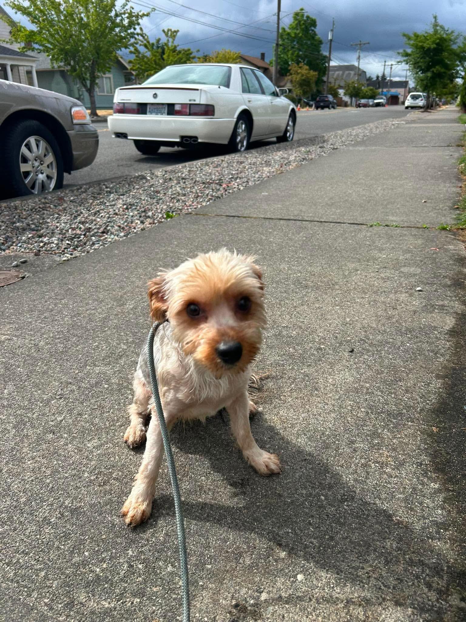 Maddy, a ADOPTABLE Yorkshire Terrier in Tacoma, WA image 4/4