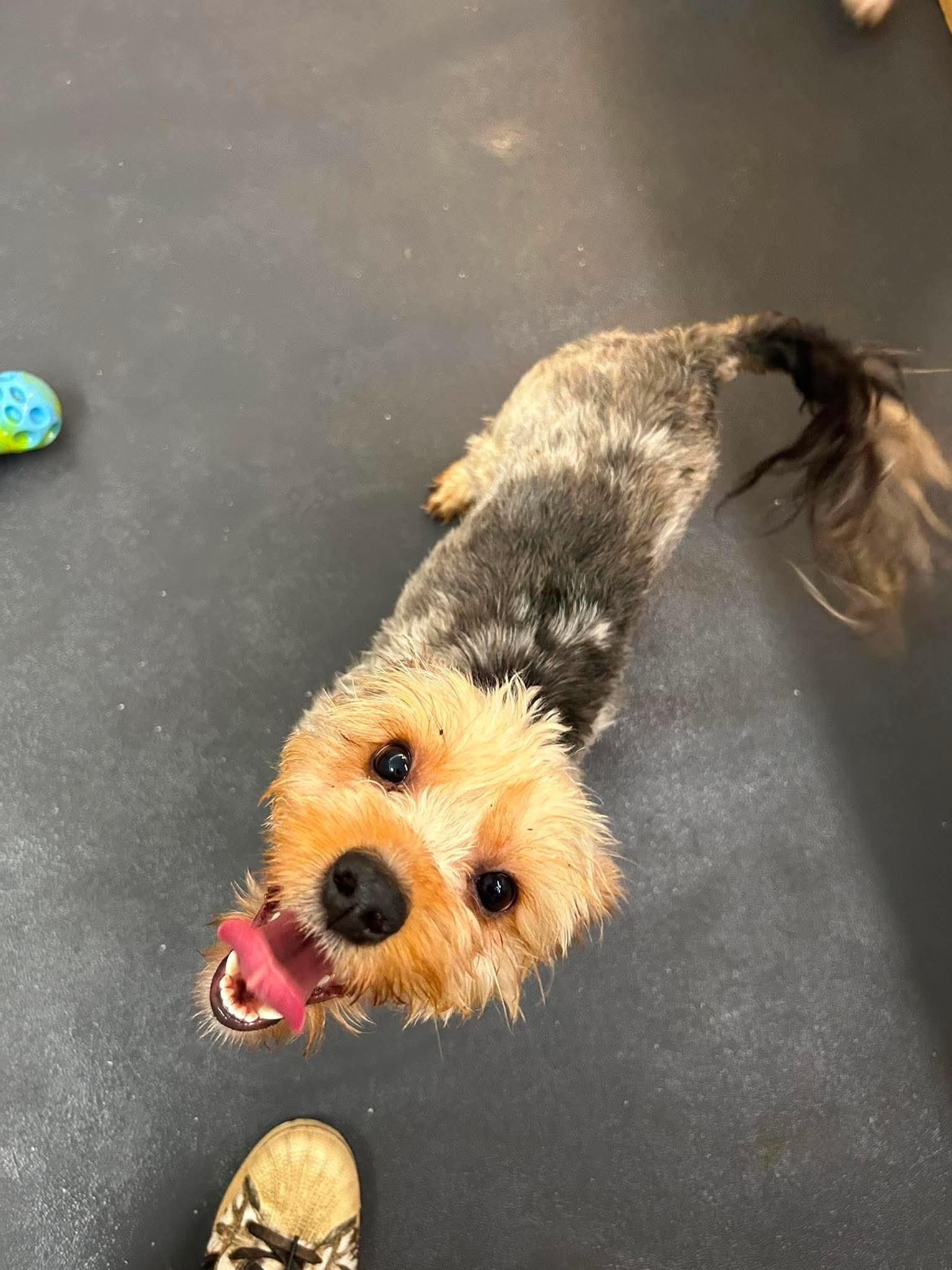 Maddy, a ADOPTABLE Yorkshire Terrier in Tacoma, WA image 2/4