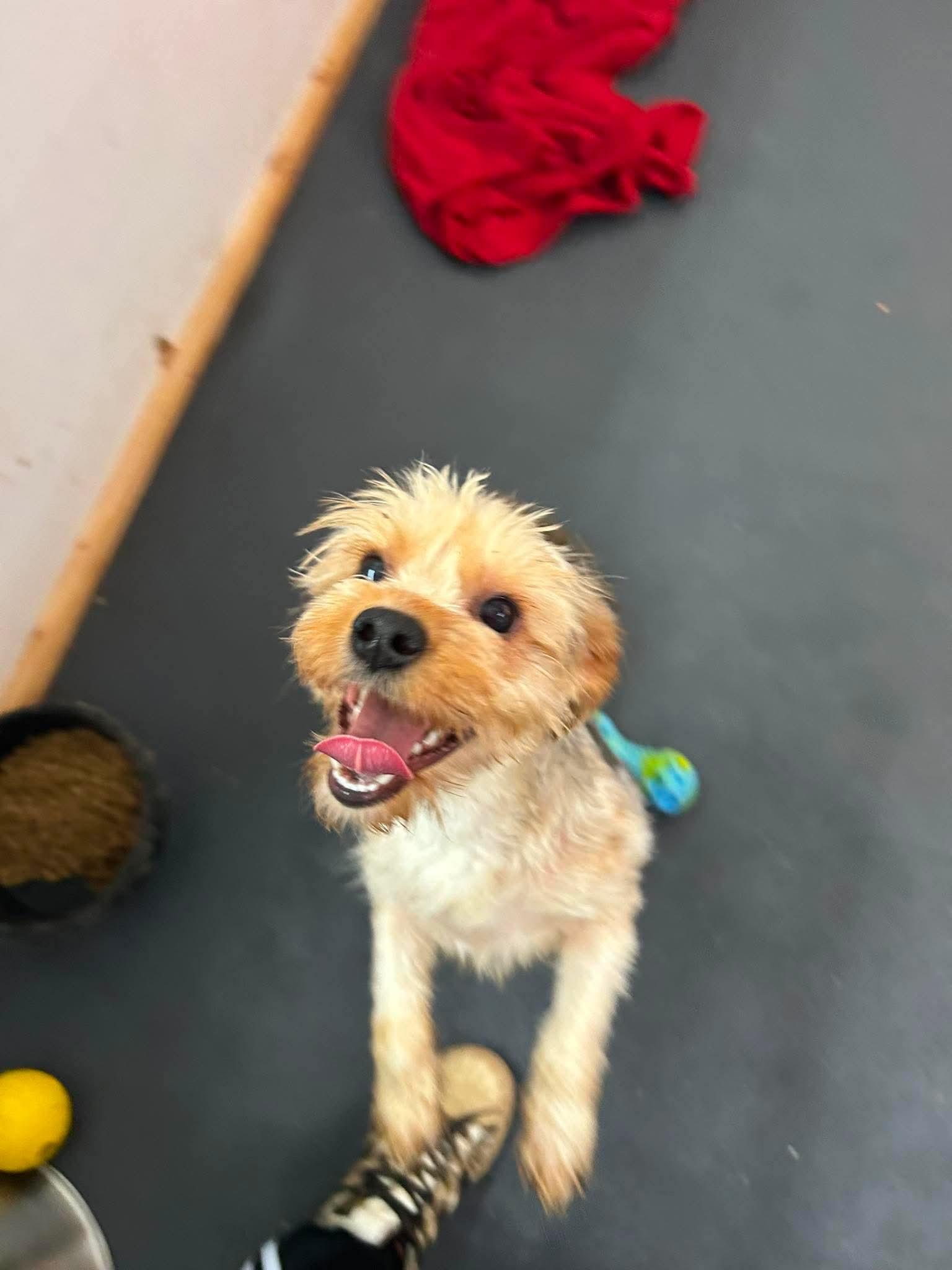 Maddy, ADOPTABLE, Young Female Yorkshire Terrier.