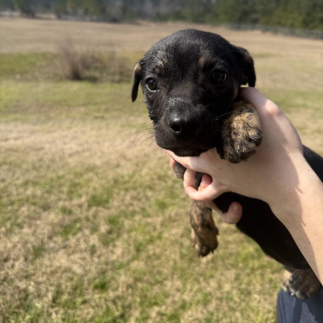Eliza, Adoptable, Puppy Female Labrador Retriever.