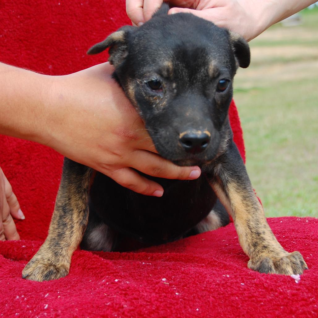 Eliza, a Adoptable mixed breed in Hattiesburg, MS image 2/3