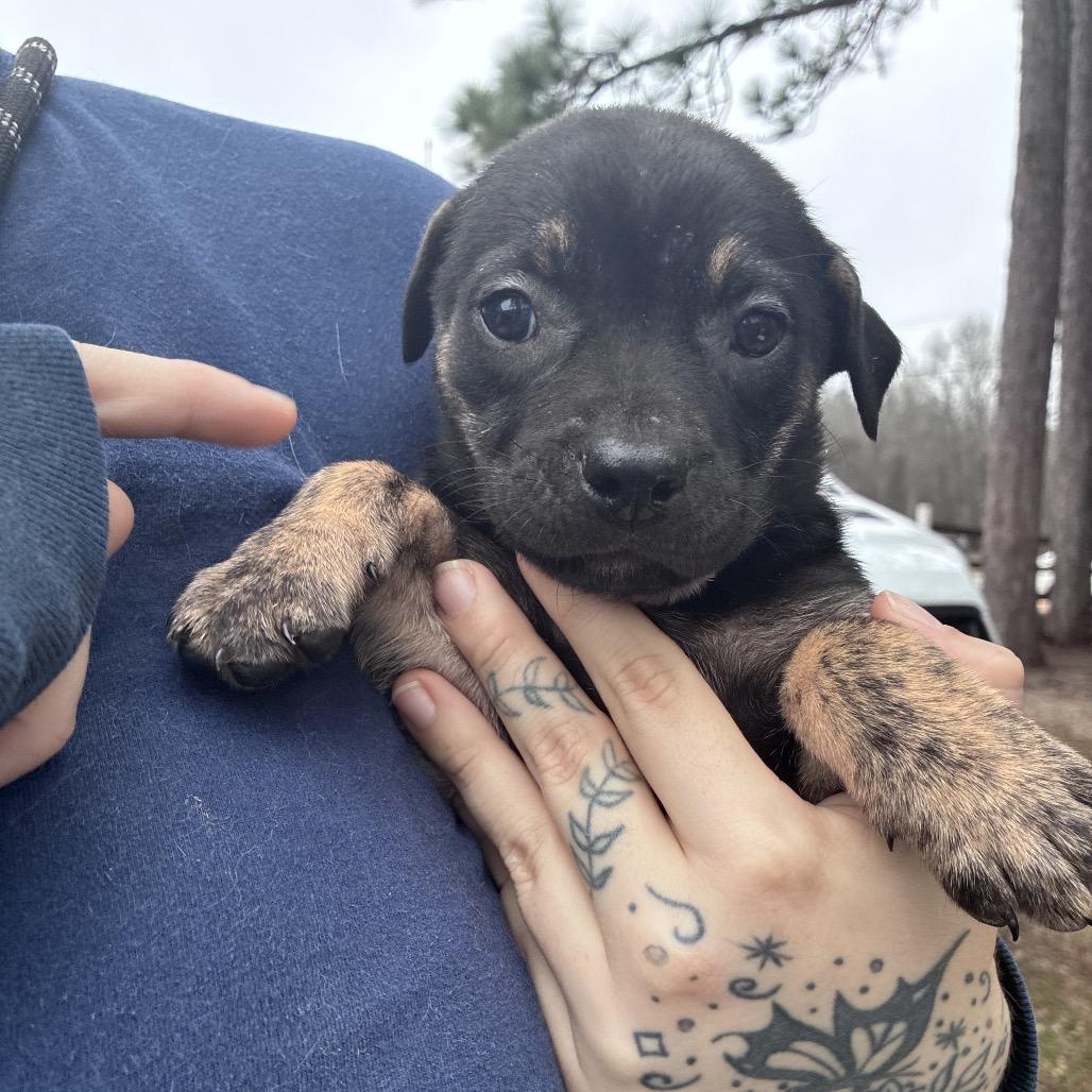 Enlarge FOSTER-Eliza, a Adoptable mixed breed in Hattiesburg, MS image 1/1