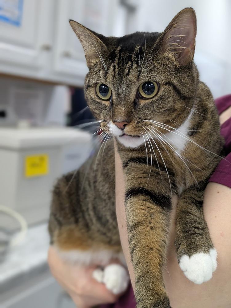 Hot Tamale, Adoptable, Kitten Female Domestic Short Hair.