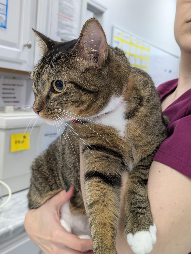 Enlarge Hot Tamale, a Adoptable Domestic Short Hair in Raleigh, NC image 2/3