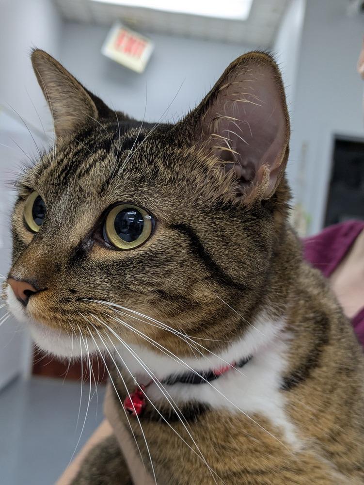 Enlarge Hot Tamale, a Adoptable Domestic Short Hair in Raleigh, NC image 3/3