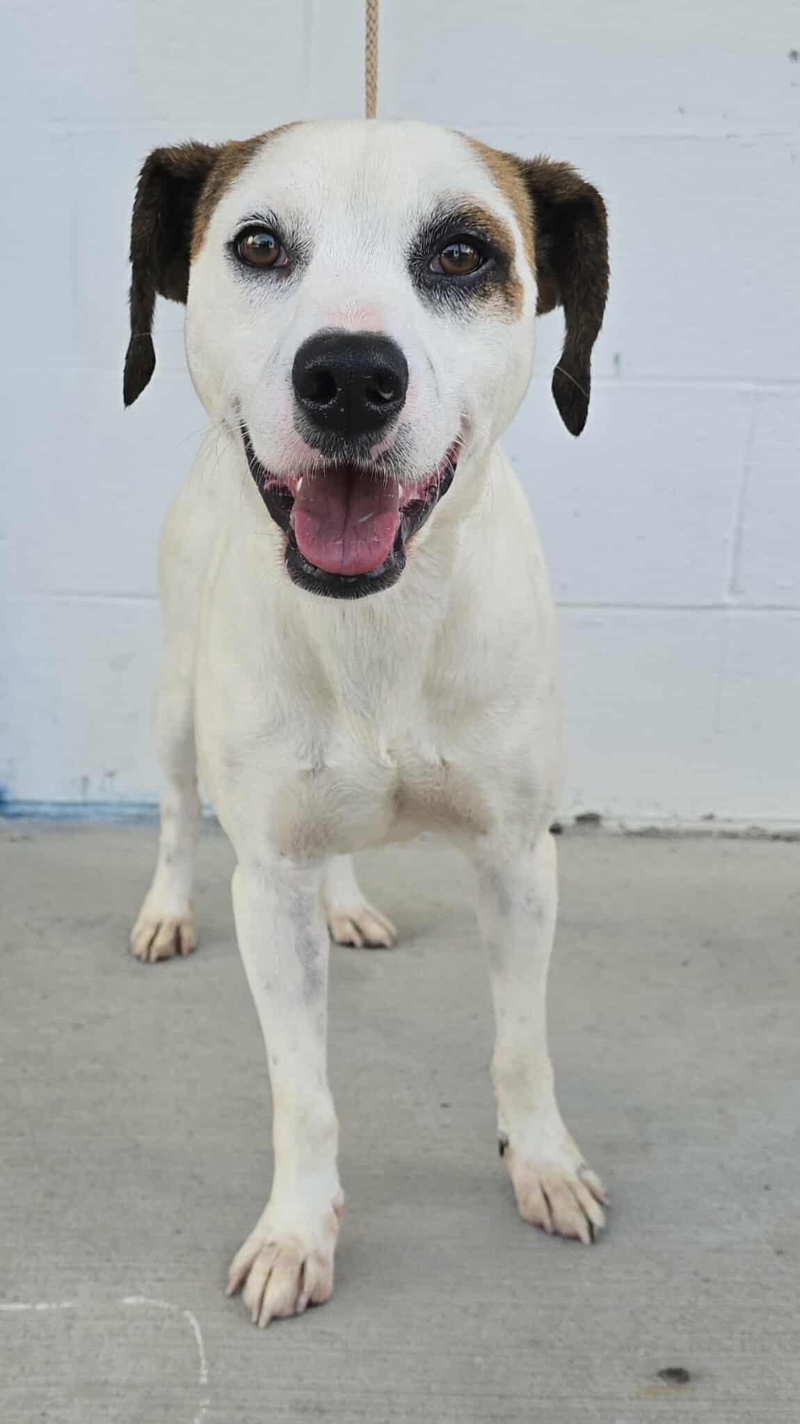 Suede *foster needed*
