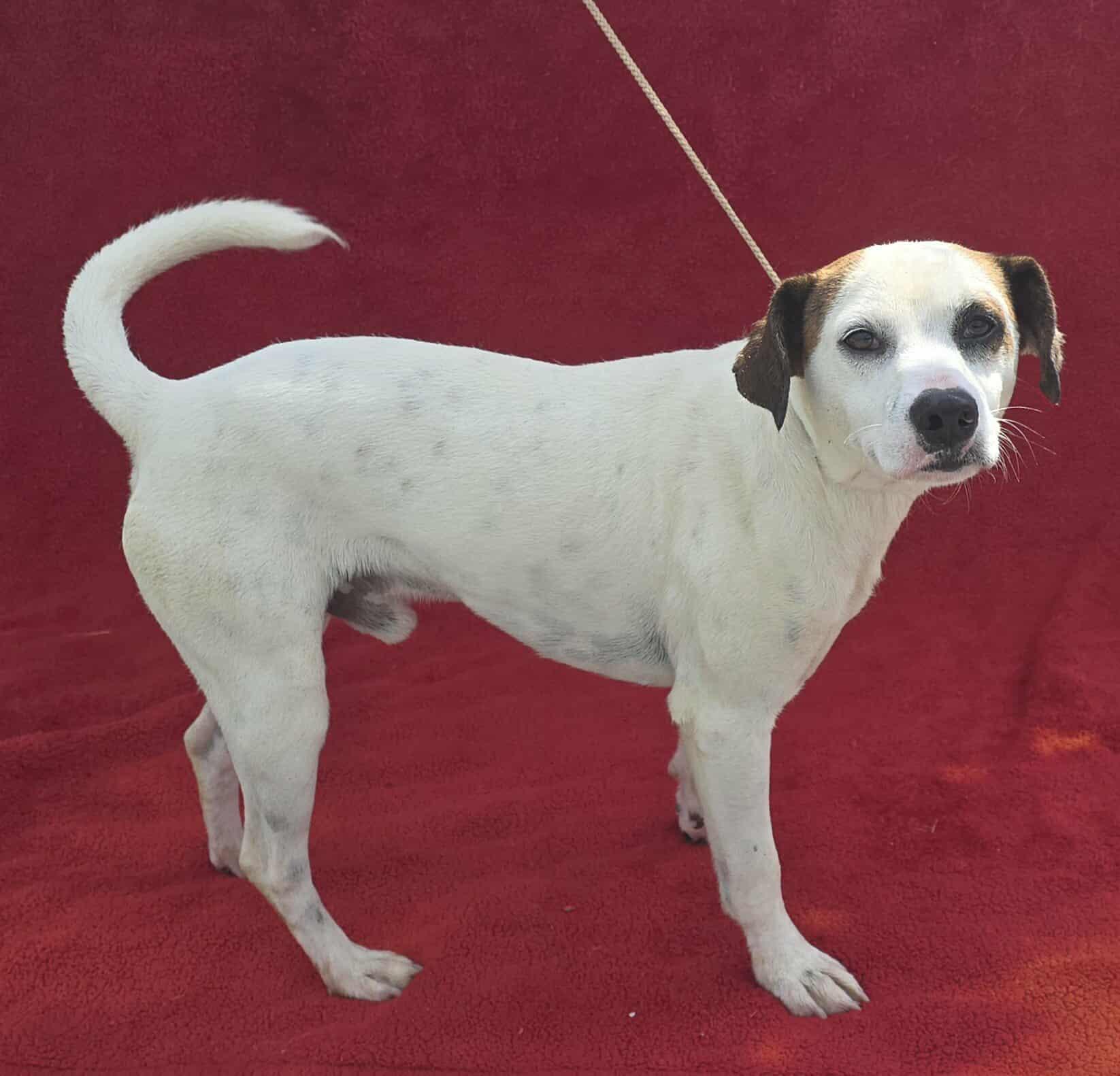 Suede *foster needed*