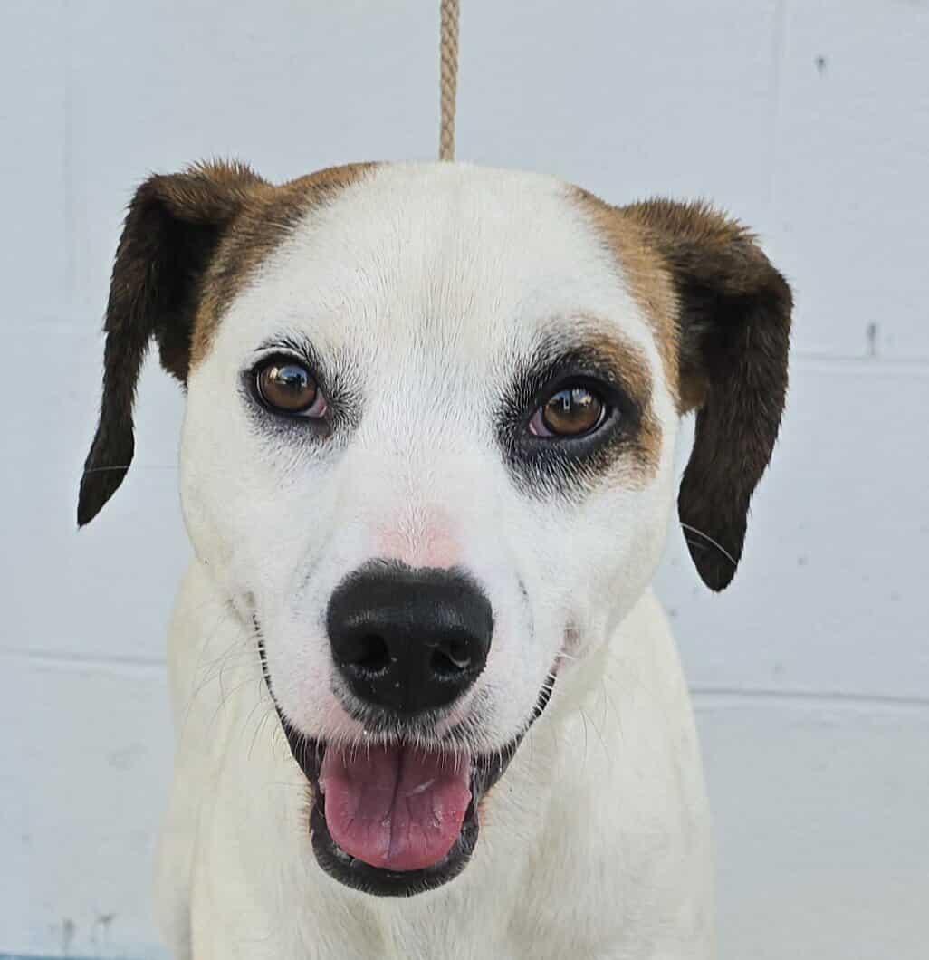 Meet Suede a 3 year old 31 pound wonderful Pointer mix He is friendly and gets along with other 