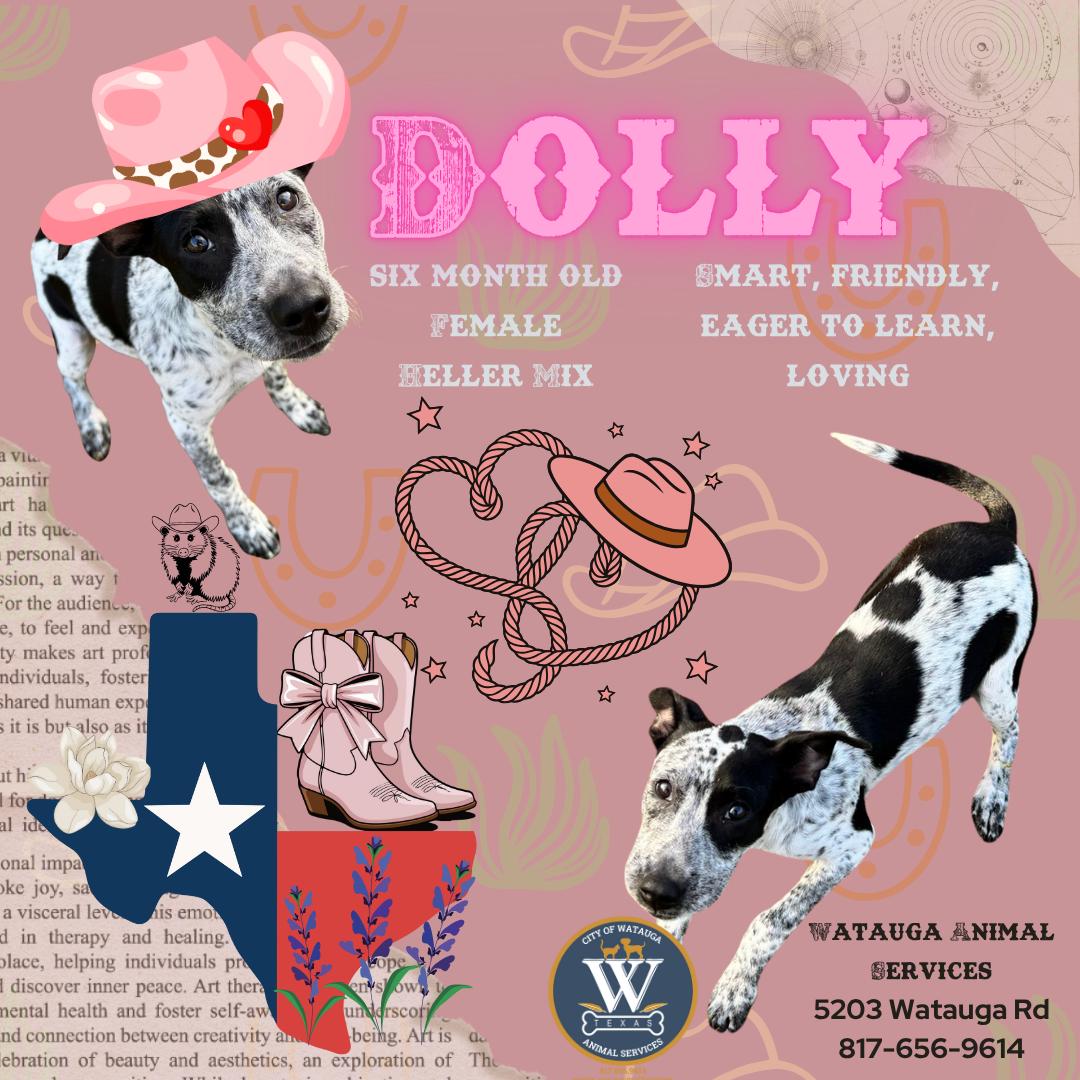 Dolly