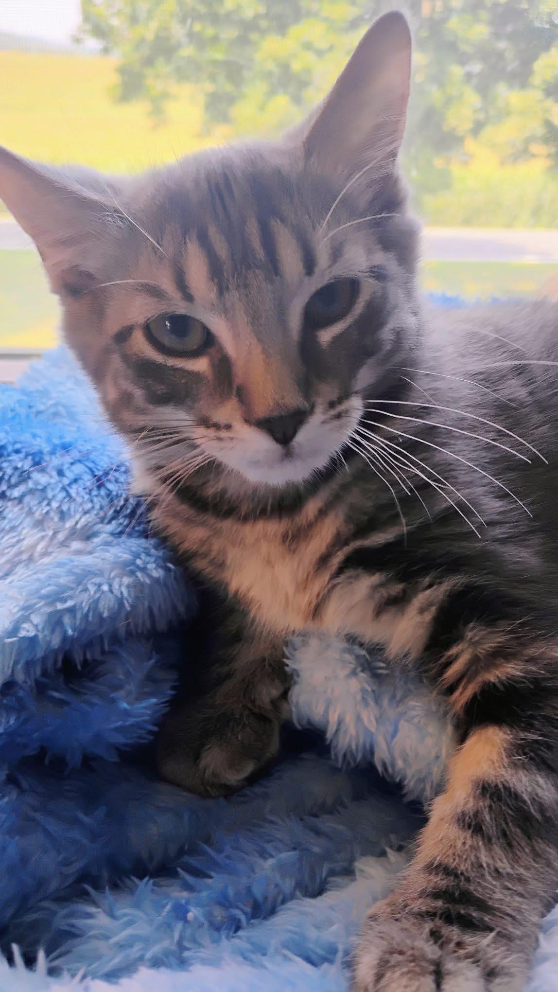 Enlarge Pudgy - polydactyl, an adoption pending Extra-Toes Cat / Hemingway Polydactyl in Breinigsville, PA image 1/1