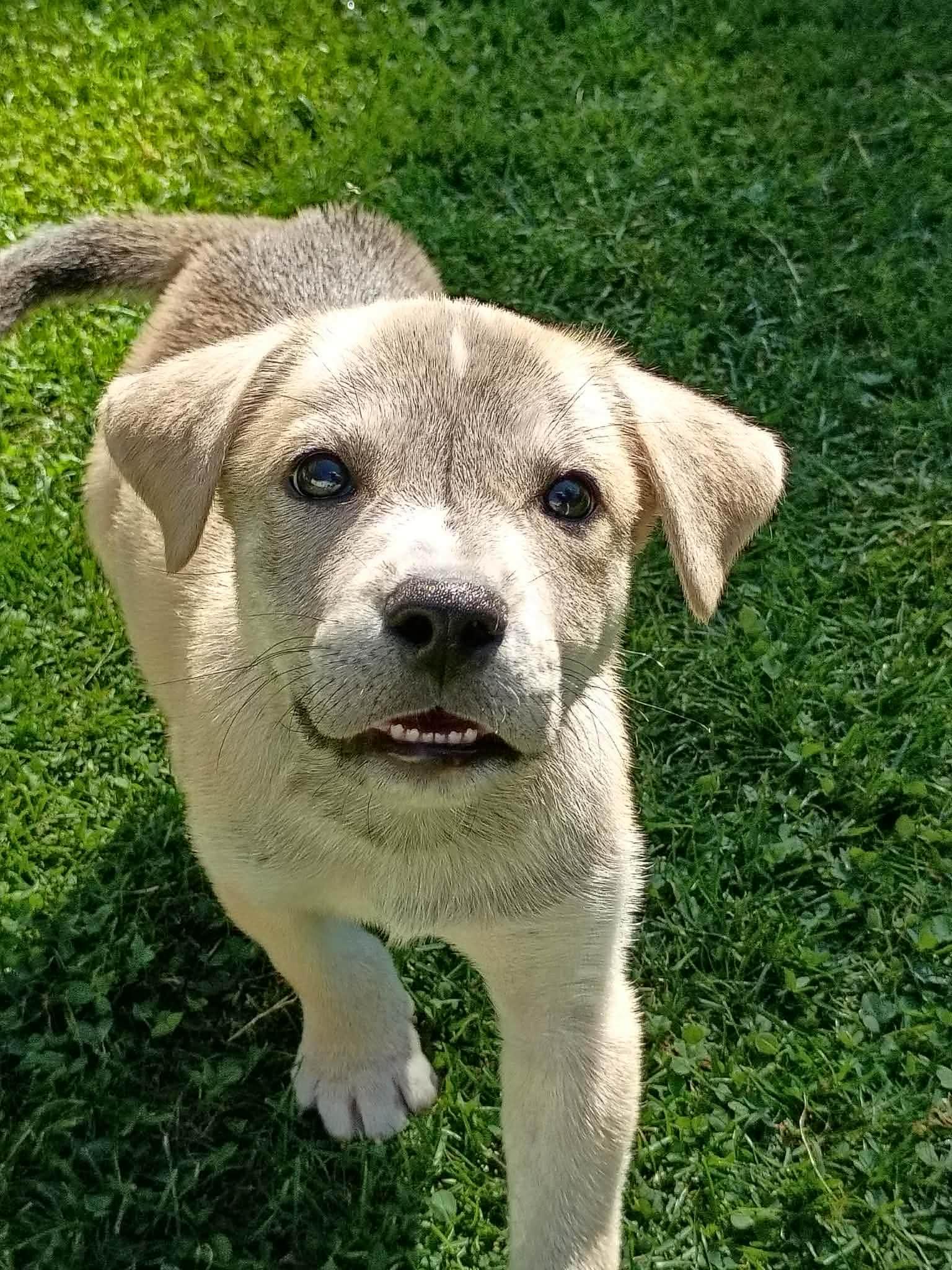Enlarge Theo, a Adoptable mixed breed in Salamanca, NY image 2/5