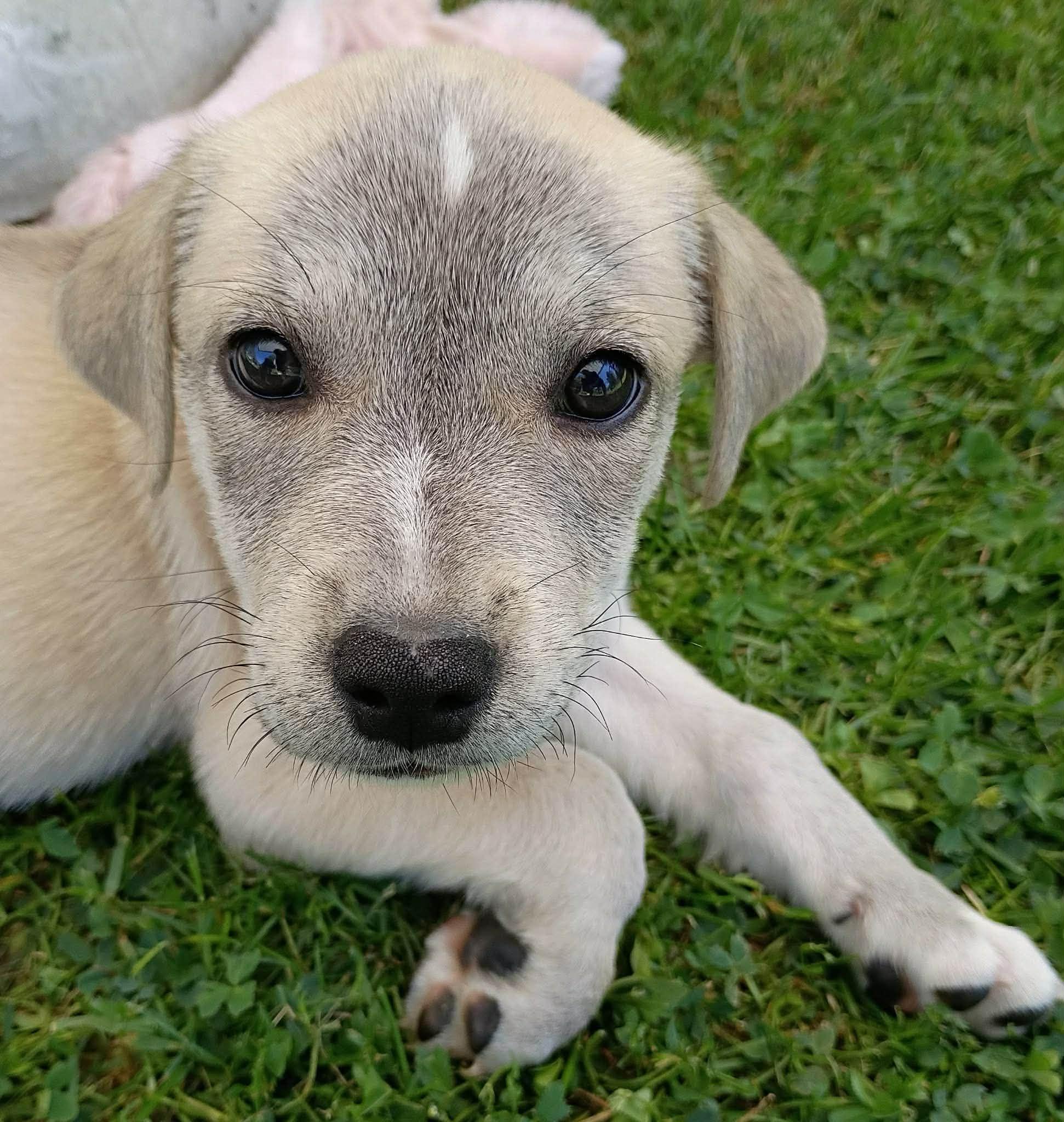 Enlarge Theo, a Adoptable mixed breed in Salamanca, NY image 5/5