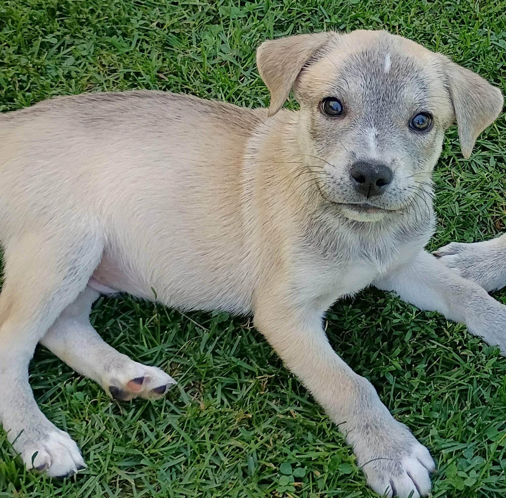 Enlarge Theo, a Adoptable mixed breed in Salamanca, NY image 1/5