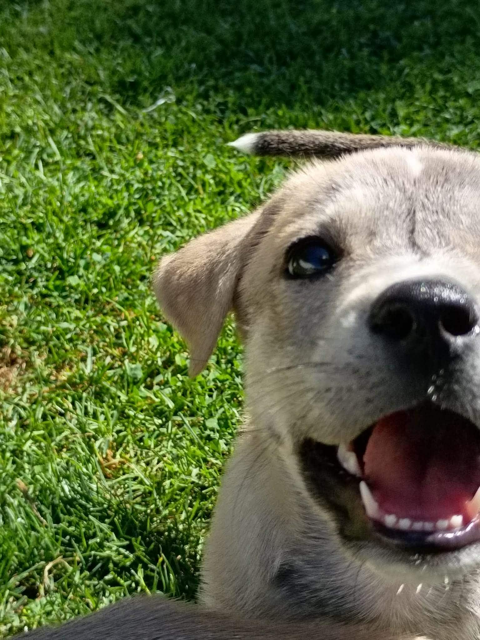 Enlarge Theo, a Adoptable mixed breed in Salamanca, NY image 4/5