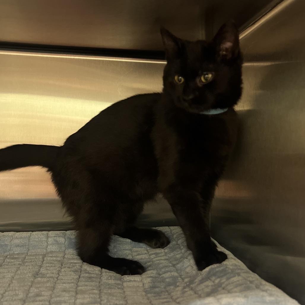 Enlarge Spaff, a Adoptable Domestic Short Hair in Keizer, OR image 1/4