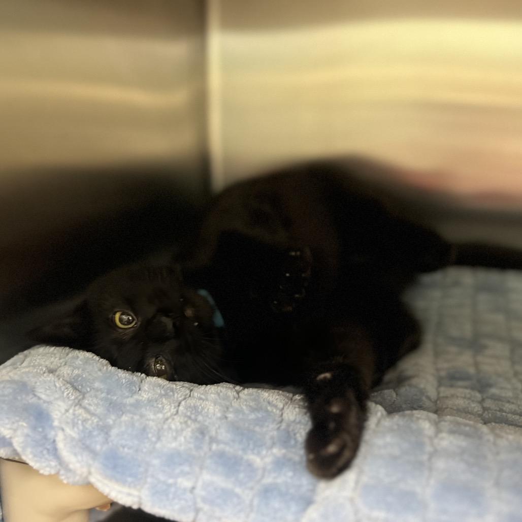 Enlarge Spaff, a Adoptable Domestic Short Hair in Keizer, OR image 2/4