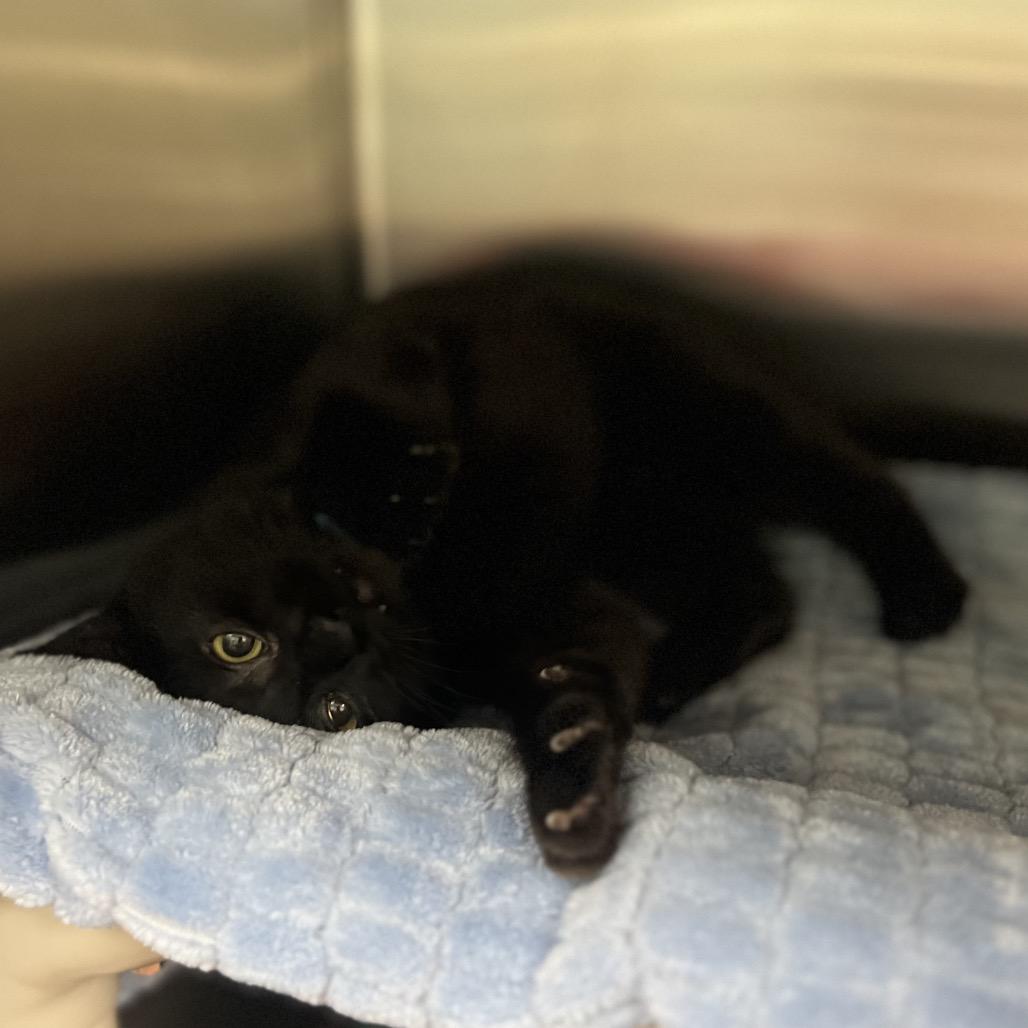 Enlarge Spaff, a Adoptable Domestic Short Hair in Keizer, OR image 3/4