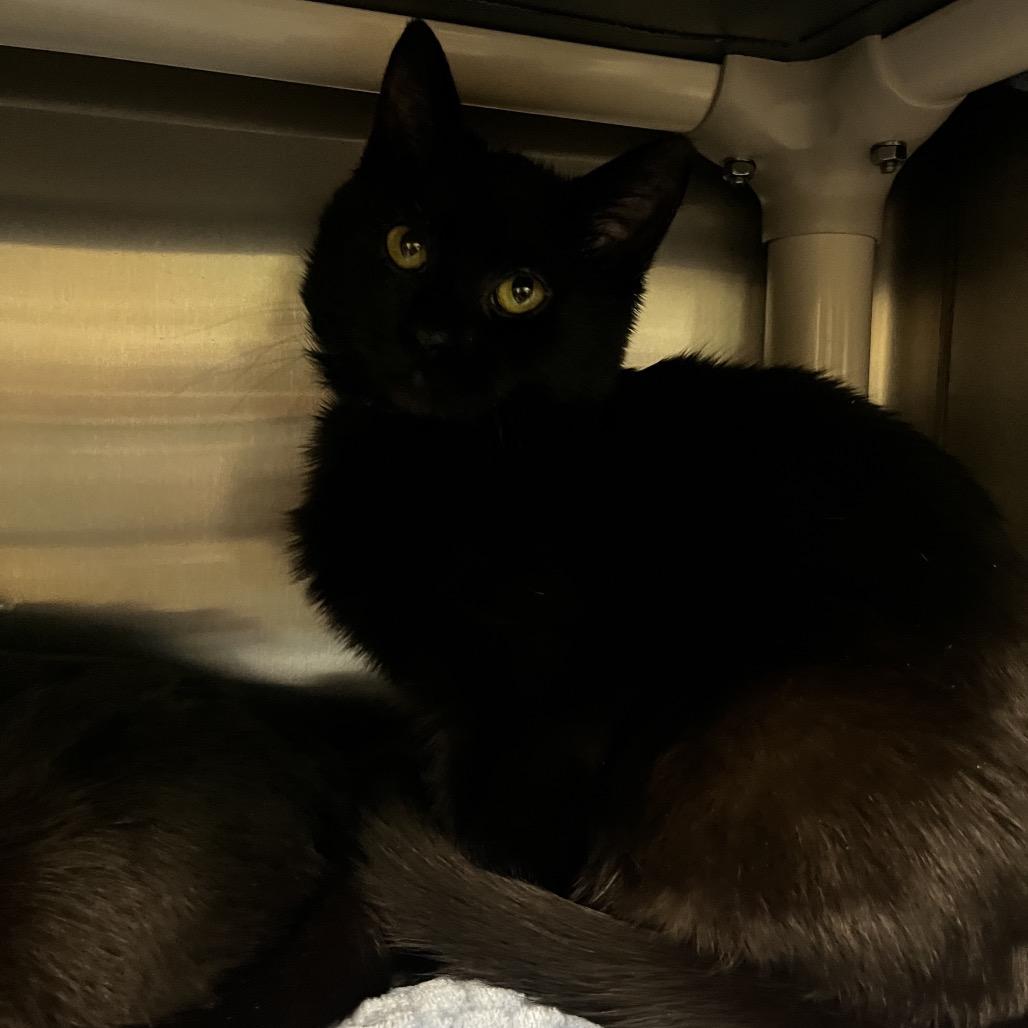 Enlarge Spaff, a Adoptable Domestic Short Hair in Keizer, OR image 4/4