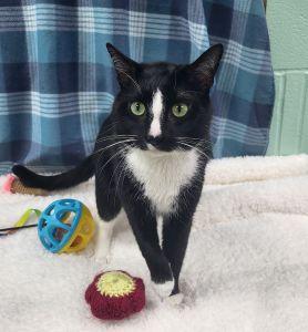 Badger, adopted, Adult Male Domestic Short Hair.