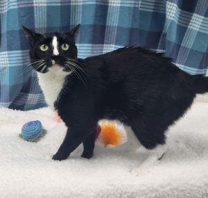 Enlarge Badger, an adopted Domestic Short Hair in Bucyrus, OH image 3/3
