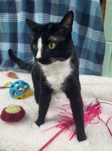 Enlarge Badger, an adopted Domestic Short Hair in Bucyrus, OH image 2/3