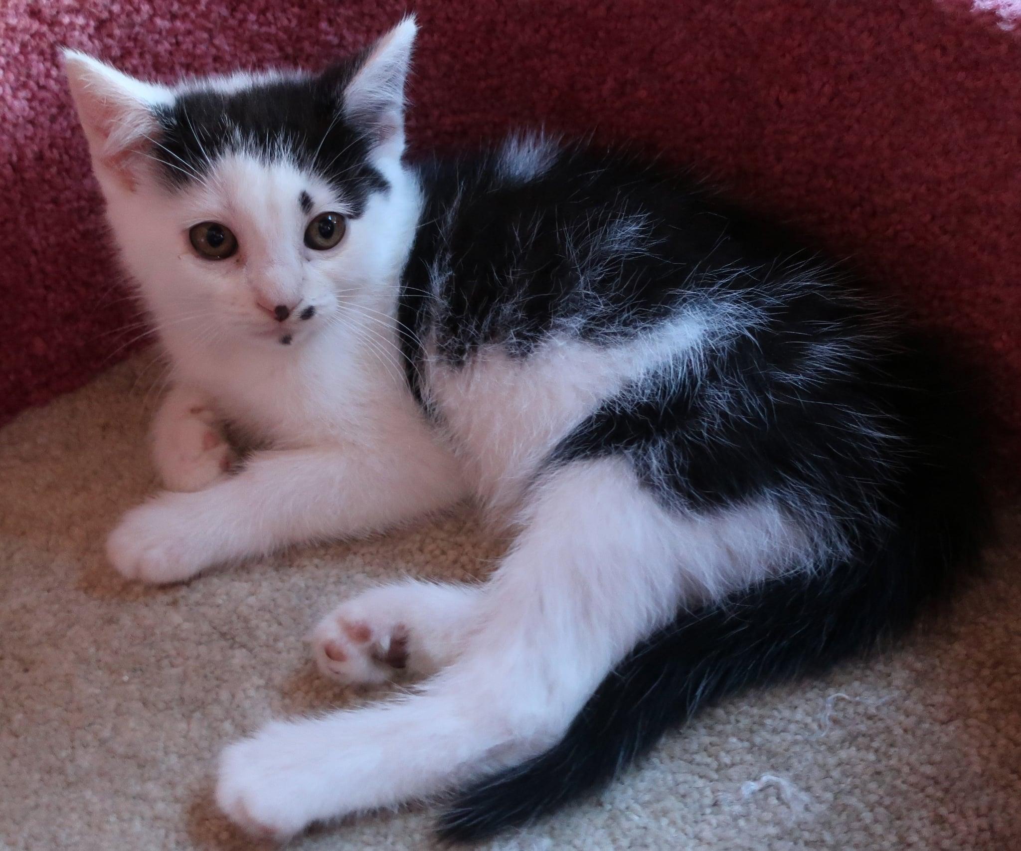Peppa, ADOPTABLE, Kitten Female Domestic Short Hair.