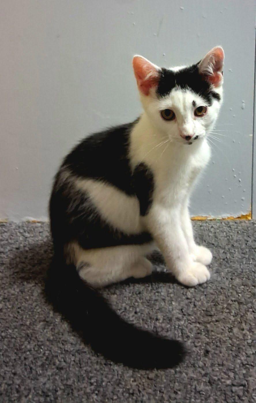Peppa, a ADOPTABLE Domestic Short Hair in Hamilton, MI image 4/4