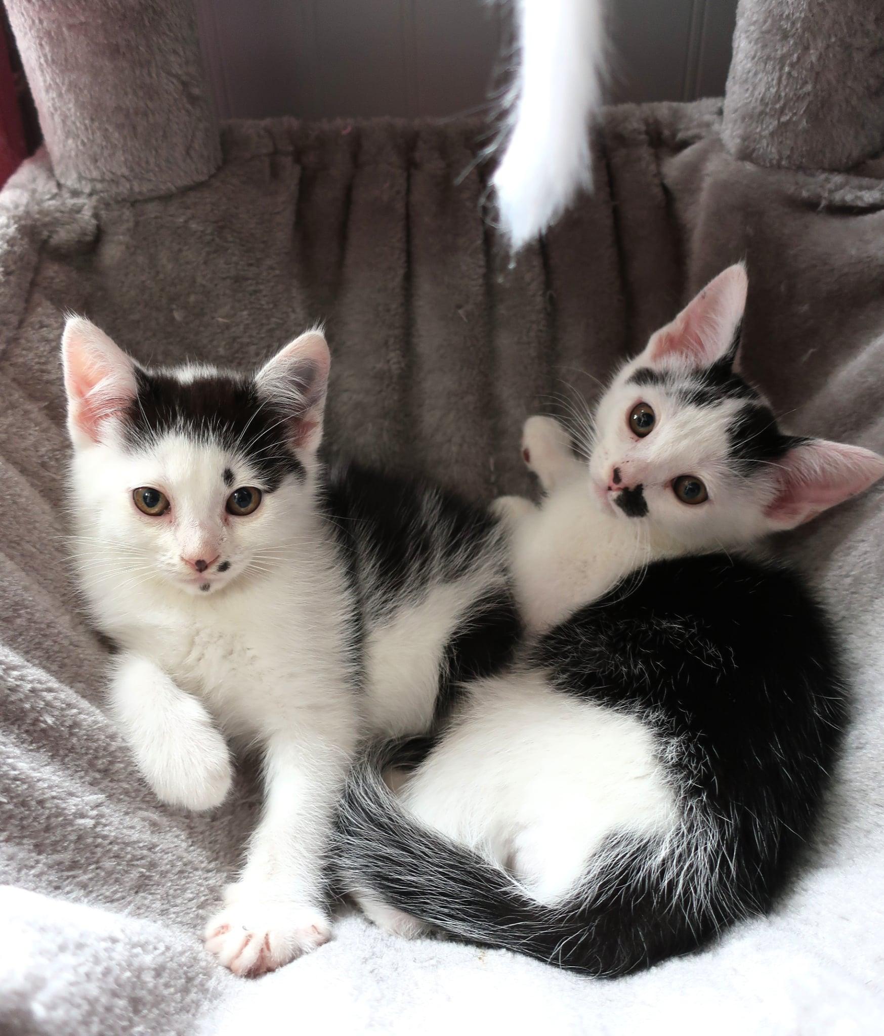 Peppa, a ADOPTABLE Domestic Short Hair in Hamilton, MI image 2/4