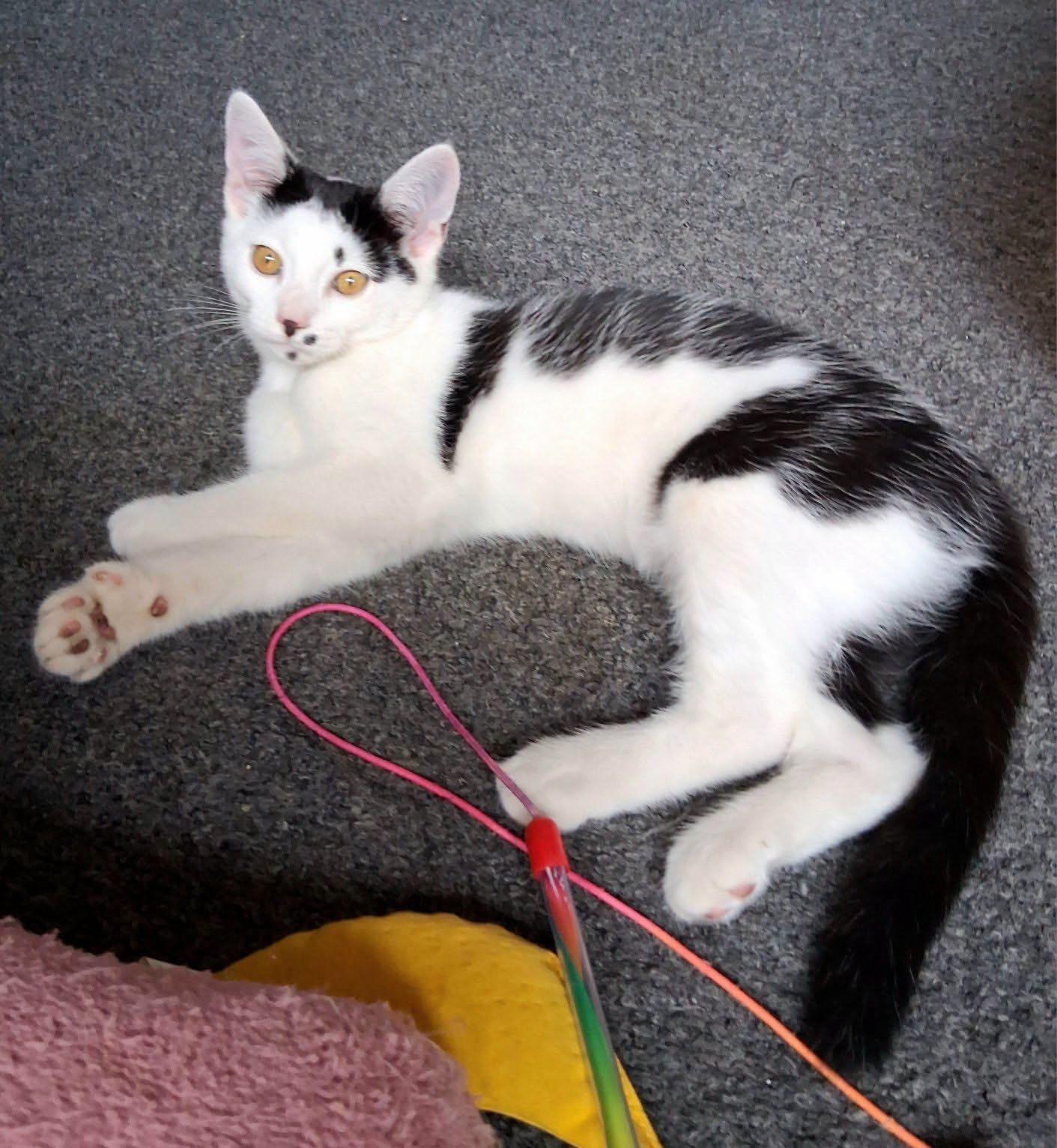 Peppa, a ADOPTABLE Domestic Short Hair in Hamilton, MI image 3/4