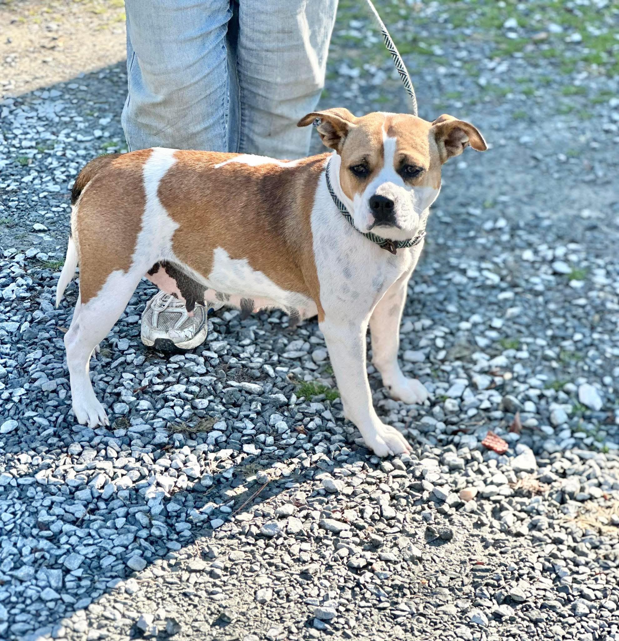 Mercedes, ADOPTABLE, Adult Female American Bulldog.