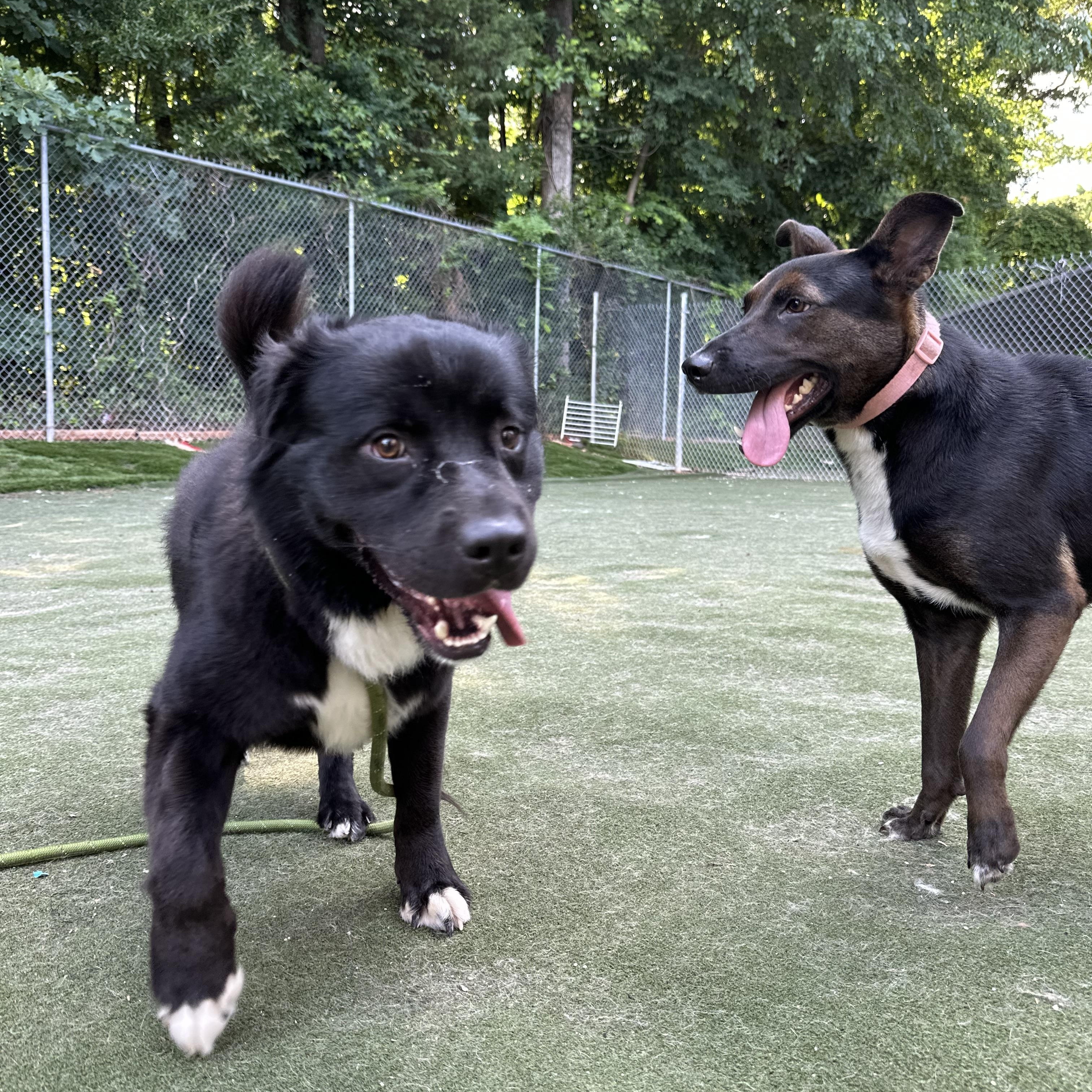 Hutch, a ADOPTABLE mixed breed in Charlotte, NC image 5/6