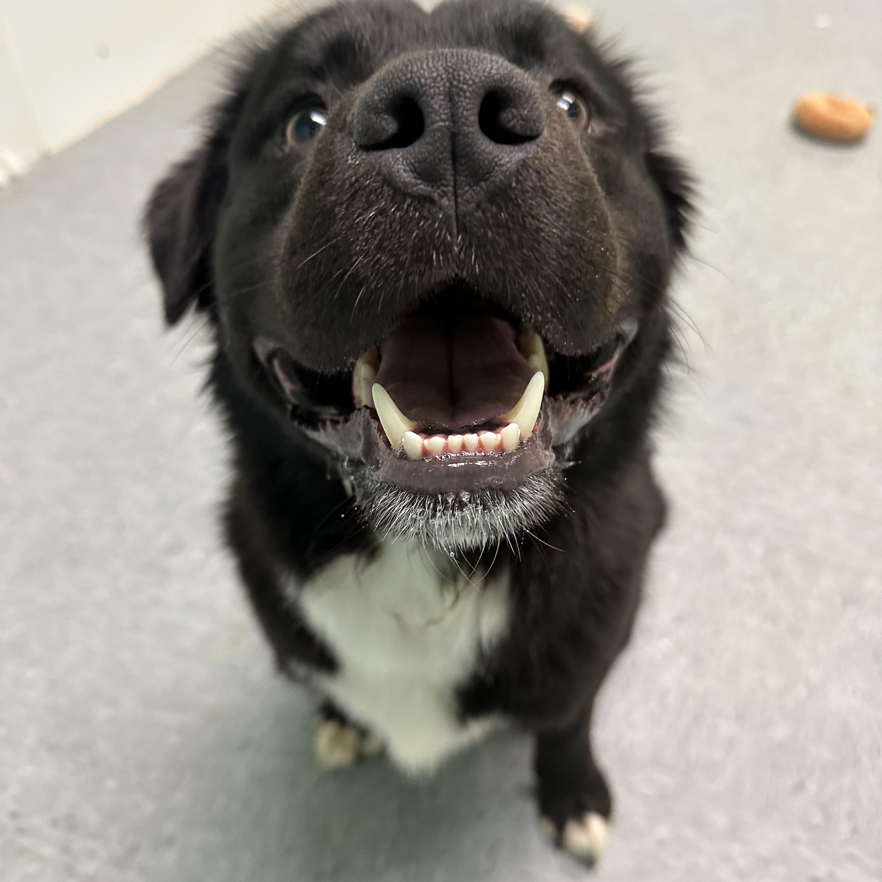 Hutch, a ADOPTABLE mixed breed in Charlotte, NC image 2/6