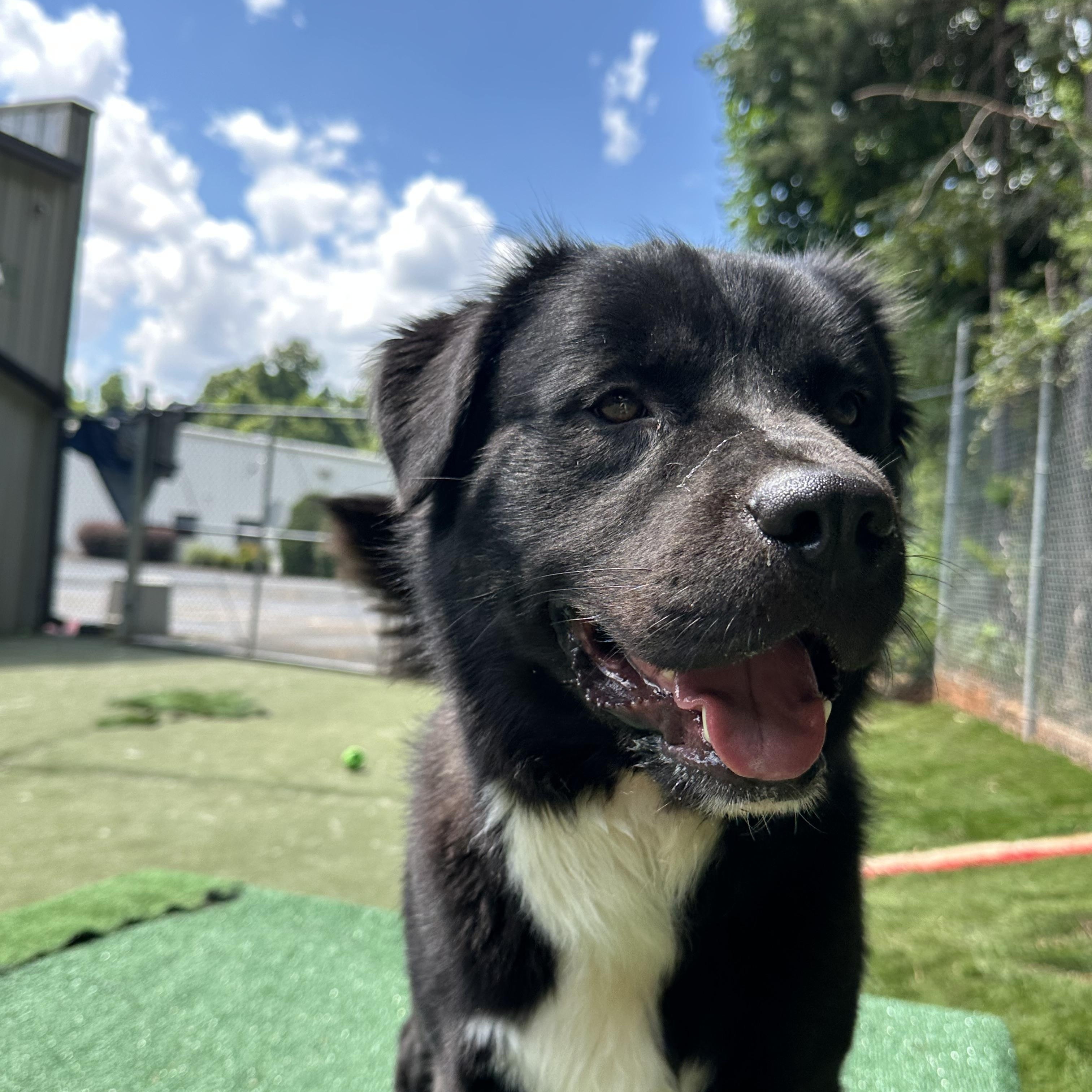 Hutch, a ADOPTABLE mixed breed in Charlotte, NC image 3/6
