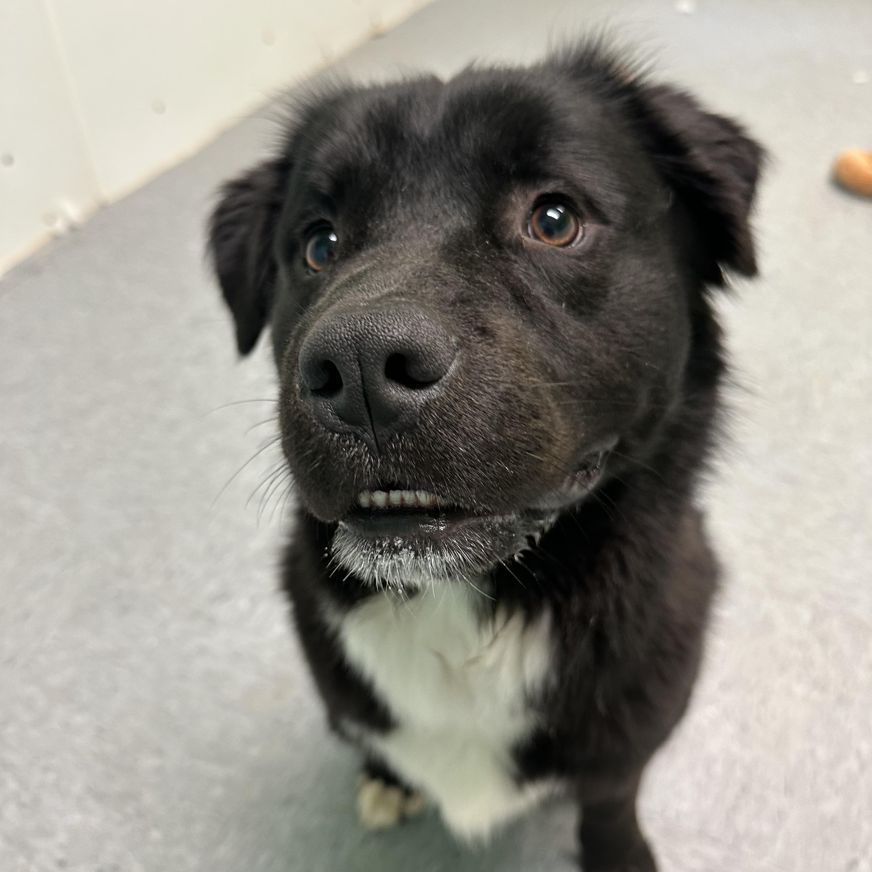 Hutch, a ADOPTABLE mixed breed in Charlotte, NC image 4/6