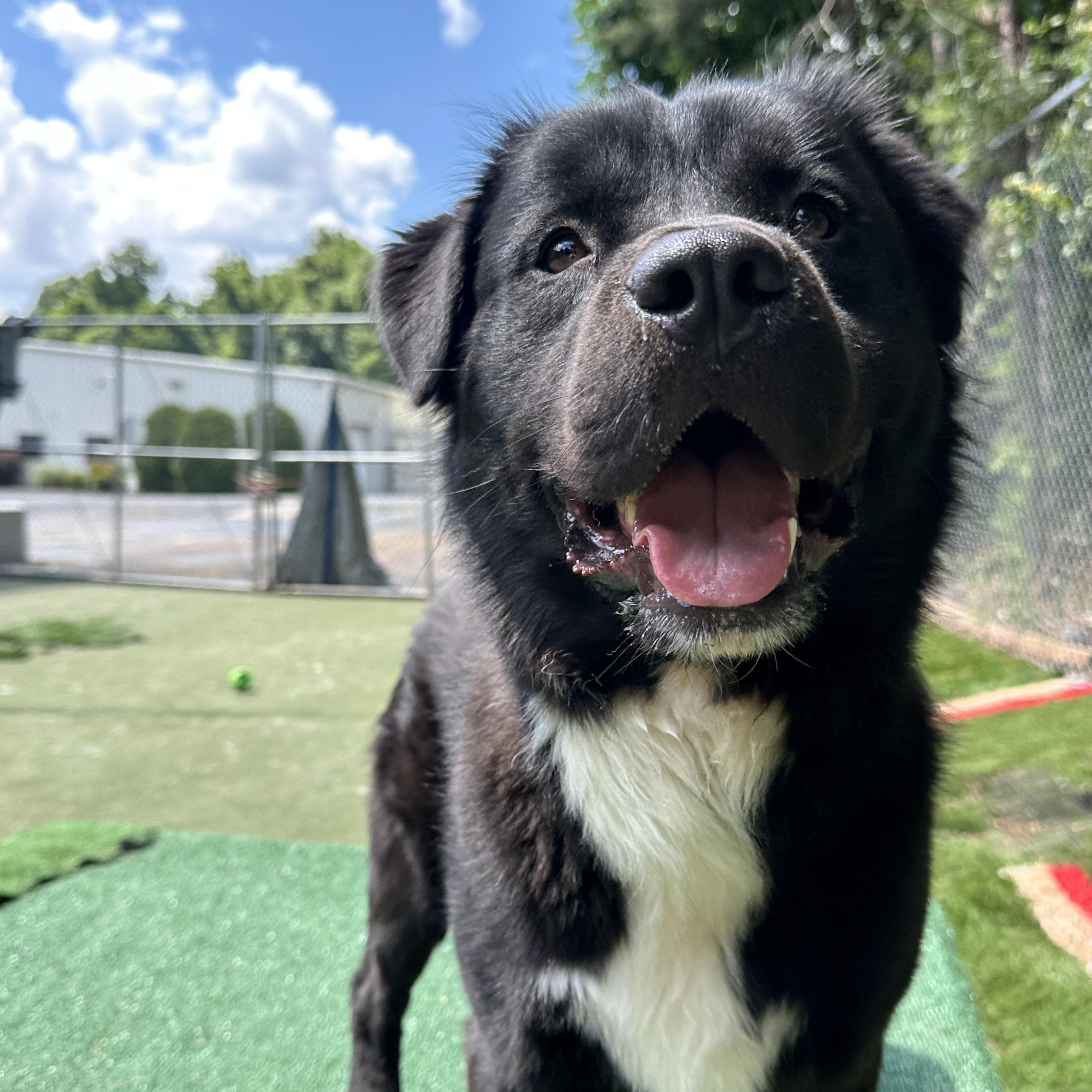 Hutch, a ADOPTABLE mixed breed in Charlotte, NC image 1/6